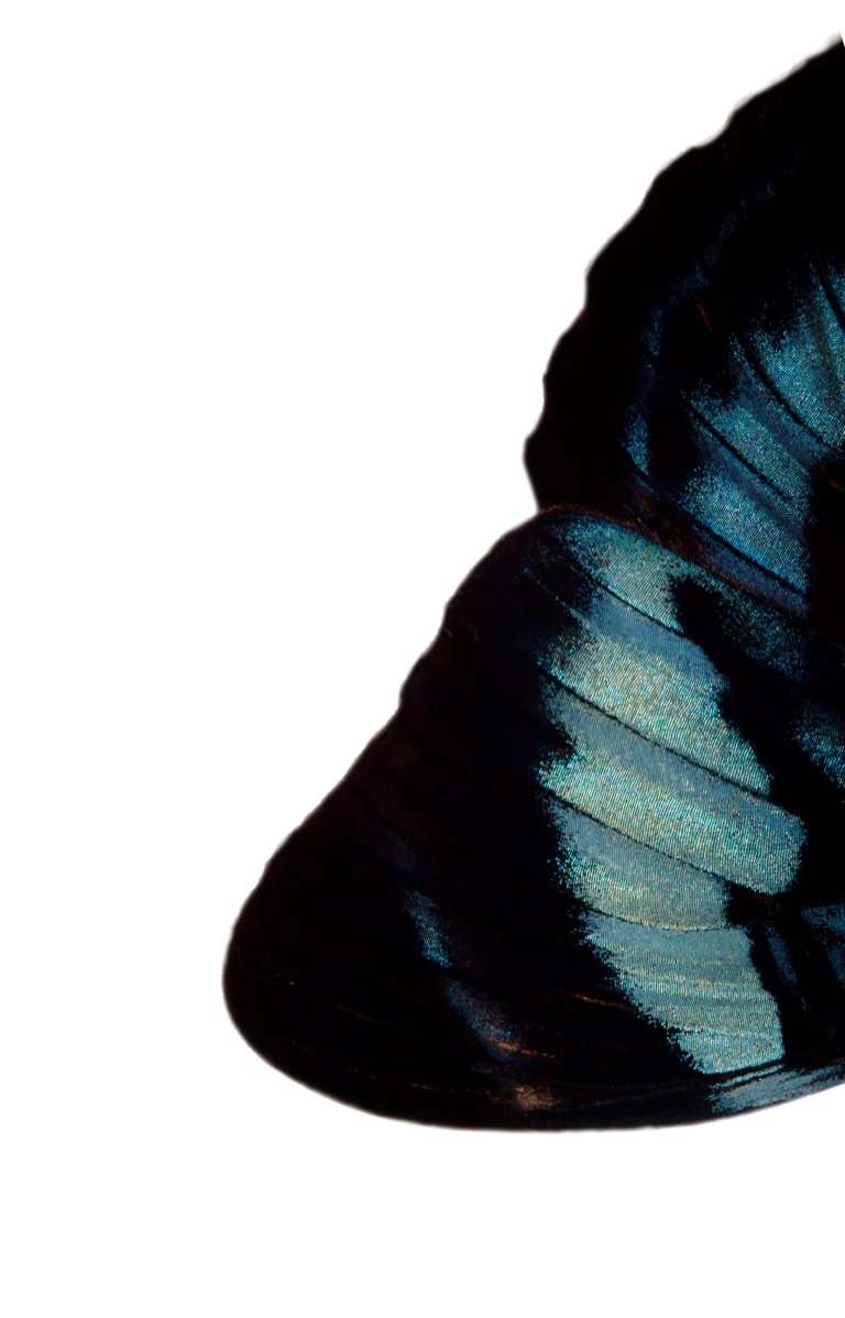 aqka-uta-butterfly